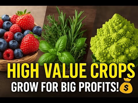 Top High Value Crops That Can Make You Big Profits