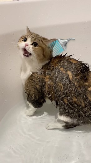 Bath Time!!🚿 #catoftiktok #고양이 #cat #fyp #animals