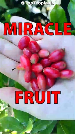  It's a miracle: Miracle Fruit messes with your tongue, makes lemon...