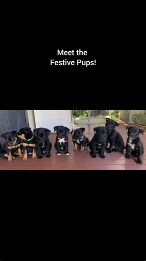 Meet the Festive Pups! These gorgeous 7-week-old kelpies are happy and playful pups who love people.🥰 They're energetic, clever and fun and are looking for active homes, who will continue their training and socialisation to help them become well-adjusted dogs. Left to right: 🎁Holly (f) - boss girl of the group, a feisty and fun pup 🎄Noel (m) - master of the zoomies, usually wearing a cheeky grin 🎅Claus (m) - a sensitive soul, equally loves attention and playtime 🤶Nick (m) - handsome but not