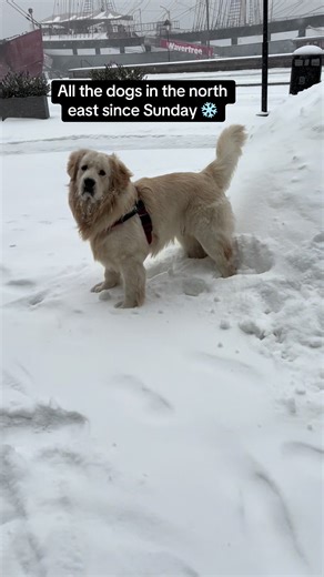 Snowmageddon in the city? Close. It’s my first snow season so I’m going full Viking. #goldenretriever #barneythegoldennyc #puppy @OLIVINTE