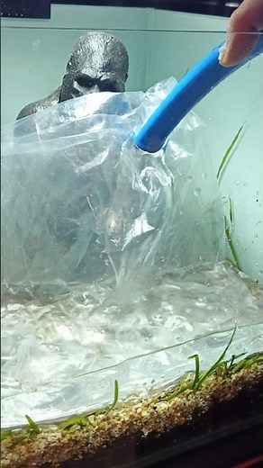 “New Setup From Scratch: Meet Gorilio and his Mini Aquatic World” Part 9