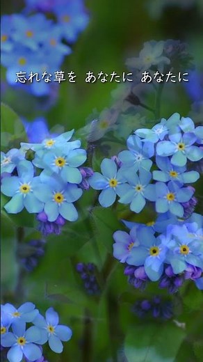 【美しき名曲シリーズ】『忘れな草をあなたに』歌： Yoshimi （ショート版） ＃懐かしい曲 ＃ヴォーチェアンジェリカ #菅原洋一 #倍賞千恵子 ＃昭和歌謡曲