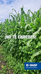 Cultivos libres, cosechas fuertes   Con Heat® + Finale® Ultra, el control de malezas ya no es un obstáculo. Herbicidas no selectivos que ofrecen acción rápida y efectiva, eliminando gramíneas y hojas anchas desde la raíz o por contacto, según tus necesidades. Aprovecha su flexibilidad en la rotación de cultivos, su baja volatilidad y la seguridad para tus plantas. | BASF Soluciones para la Agricultura | Facebook