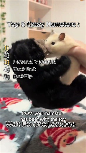 TOP 5 CRAZY HAMSTER #funny #hamster #animals