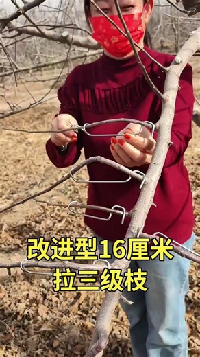 Fruit tree branch pulling first softens the branches and uses a branch puller#Fruittree branch