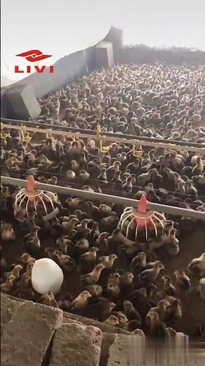 Deep Litter System for Chickens: Cost-Effective & Natural Poultry Housing #chickenfarm