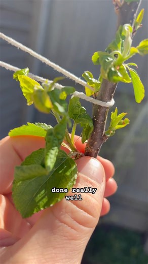 Notching my apple trees has actually worked #apple #tree #gardening