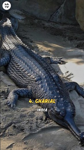 Top 10 Creepiest Animals in the World #top10 #creepiest