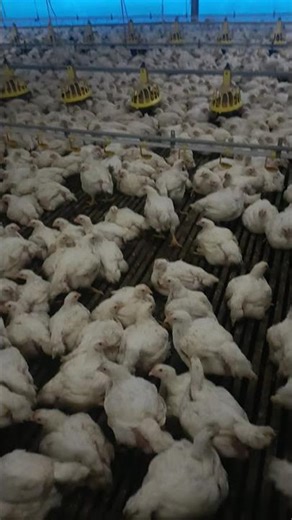 33 DAYS FEMALE D.O.C 26500 SQUARE FEET 18000 SUPER S57 CONE FAN