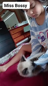 Good start of the day. Day 7: Finally Mr Grumpy, the Ragdoll cat stopped hiding from us and was very playful. #ทาสแมว #สายฮา #ตลก | Miss Bossy