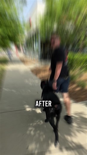 153K views · 4.3K reactions | Cane Corso Down Stay at Chipotle #dog #dogs #puppy #canecorso #canecorsoitaliano #chipotle #doglover #fyp | American Standard Dog Training | Facebook