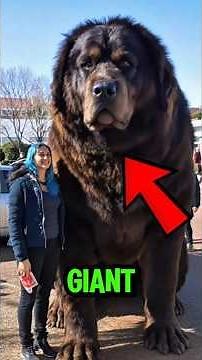 Top 5 Biggest Dog Breeds in the World 🐶