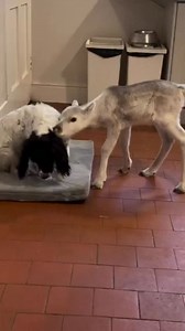 Le renne qui se prenait pour un chien 🥰 | Manu