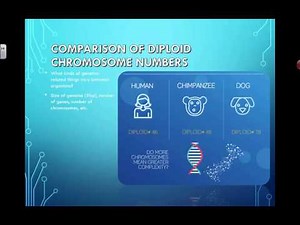 Comparing Chromosome Numbers (2016) IB Biology