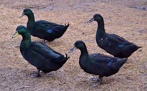 12 Cheapest Ducks to Keep as Pets