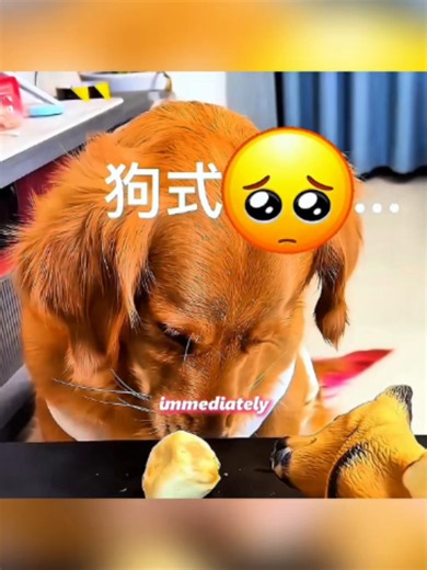 #petlover #dogtok #storytelling #dogstory #heartwarming #ဘာသာပြန်