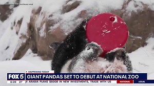 DC's pandas make National Zoo public debut