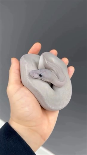 @jkobylka shares the breathtaking icy look of this super black pastel chocolate hypo desert ghost clown ball python! ❄️🥶 TRR is made possible by @palmstreetapp #ballpython #pythonregius #reptile #herpetology #thereptilereportofficial | The Reptile Report