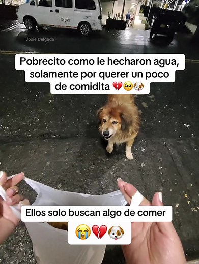 No cuesta nada darles un bocadito ❤️‍🩹🥺🐶#ayudandoanimales #animls #mascotas #perro #animales