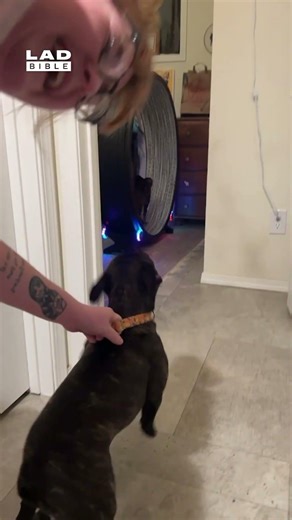 My dog lost his mind at my cat on the exercise wheel 💀⁠⁠ (🎥: ViralHog)