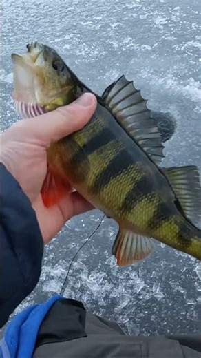 Big Colorful Yellow Perch on 1/4 oz. Leech Flutter Spoon! (Catch & Release)! 🎣