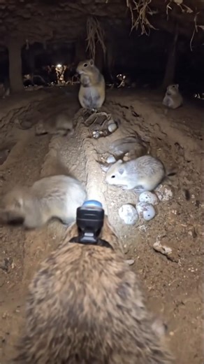 Hidden Underground World of a Gopher | Real Micro Camera Exploration