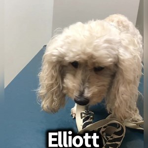 Elliott Needs Emergency Surgery! He’s just recovered from IVDD paralysis. Recently we were treating for a UTI. It turns out he has 3 huge bladder stones blocking him completely! His bladder is enormous requiring immediate emergency surgery today, Sunday Please help us cover the cost! We need your help! We need to raise $3500.00 asap. It takes a village! We need your help!! Will you support a life today? Sharing helps, too! You can choose to click the donate button Or PayPal.Me/RescueTails Or Zel
