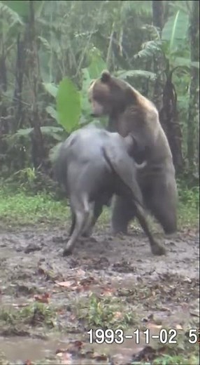 Grizzly Bear vs Water Buffalo