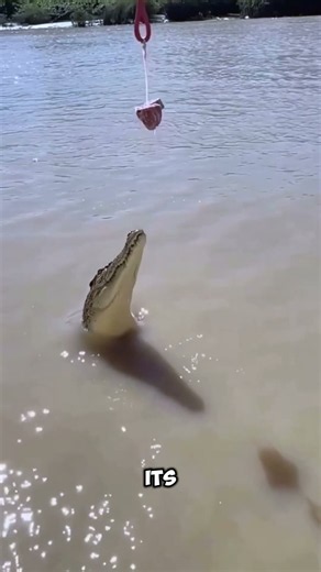 How a Crocodile Kills in Less Than a Second #shorts #animalfacts #crocodile #facts