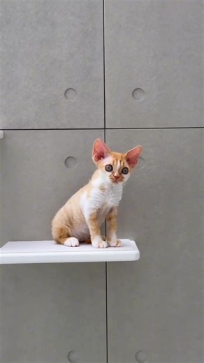 𝐀𝐝𝐨𝐩𝐭, 𝐩𝐮𝐫𝐫, 𝐥𝐨𝐯𝐞 💙🌸 Follow for more: Home Grown Devon Rex Cattery #DevonRex #DevonRexKitten #DevonRexForSale #DevonRexKittensForSale #DevonRexLovers #DevonRexCat #DevonRexLove #DevonRexKittenLove #DevonRexCatsForSale #DevonRexLife #DevonRexFamily #DevonRexKittensOfFacebook #KittensForSale #KittenLovers #PurebredKittens #DevonRexCattery #DevonRexObsessed #DevonRexWorld #DevonRexBeauty #DevonRexAddict | Home Grown Devon Rex Cattery