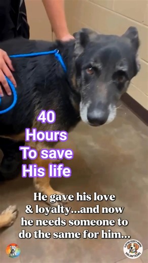 Save MAZE 📩 Volunteers.ccac@gmail.com We have transport options