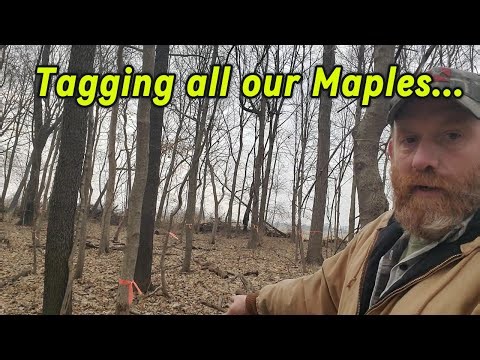 Doing a inventory of all the maple trees on our property. (Maple syrup season!!!)