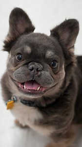 👋 UPDATE! We're happy to share that Wanda has been adopted! Wanda came to Animal Humane Society in early December. She was one of 41 animals rescued from inhumane living conditions as part of a humane investigation case. Today, she is safe, loved, and ready to start her next chapter. 🐾 This sweet 1-year-old French Bulldog mix loves being close to people, soaking up snuggles, and showing off her goofy side. Wanda would thrive in a calm home where she can feel cozy, secure, and comfortable. Wand