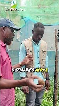 Reproduction des escargots : l’étape la plus fascinante de l’élevage