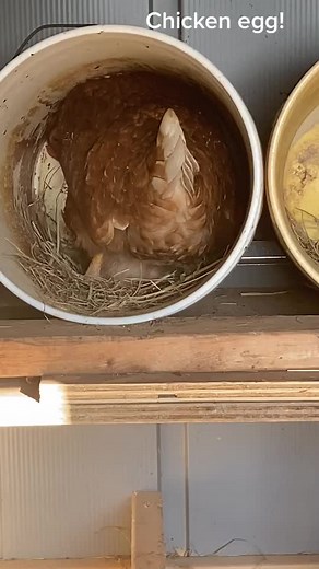 Chicken laying an egg!🥚#chicken #chickenlover #foryou