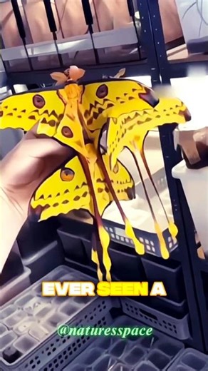 Comet Moth: Nature’s Fleeting Masterpiece 🐛✨ | Did You Know? #CometMoth #NatureShorts