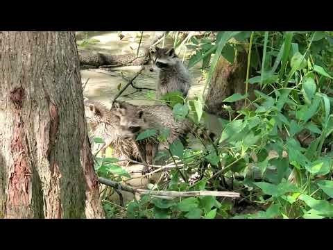 Honey Island Swamp Wildlife Tour 🐊 | Louisiana Nature