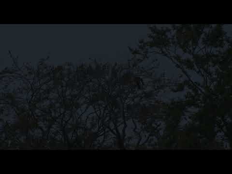 Haunting Halloween Spooky Ambience 2025 Scary Woods (8k) (HDR) (Dolby Atmos)