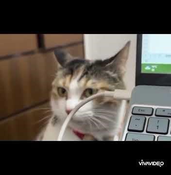 Lovely moments of our favorite kitties with relaxing music, Vol. 6.