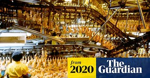 From farm to factory: the unstoppable rise of American chicken