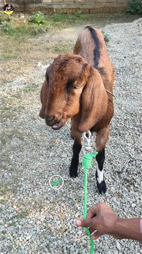 Easy Farm Trick: How to Properly Tie a Goat with Rope #diy #knots #hacks #tips #shorts #shortsfeed