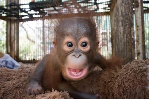 #OrangutanCaringWeek Adoption spotlight on Gatot! Gatot is cared for by our partners at International Animal Rescue. He was rescued from being an illegal pet in August 2016 and estimated to be 4 months old. In his first two years of rehab he showed excellent progress and learned a lot from his older friends. Gatot quickly became independent - often playing alone in the forest, climbing trees and starting to make his own little nests. He also became quite social. Soon Gatot was seen as one of the