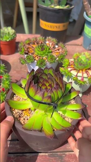 Succulent Care Hacks! ✨ Quick Tips & Tricks for Thriving Plants