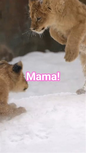 Playing Wild in the Snow ❄️🦁 Mom Lion Joins Her Cubs for Real!