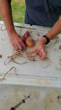 This Simple Onion Storage Method Saves My Harvest