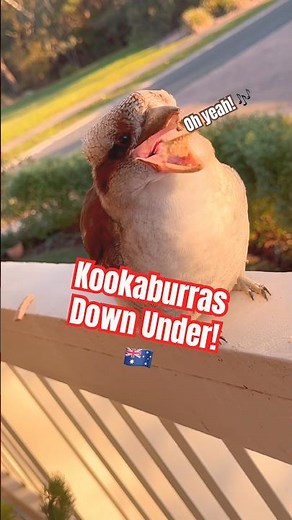 Kookaburra song down under