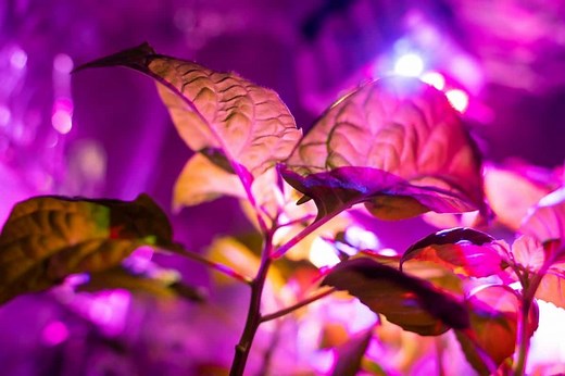 How Many Watts Per Plant is Best? (LED Grow Lights) - Grower Today