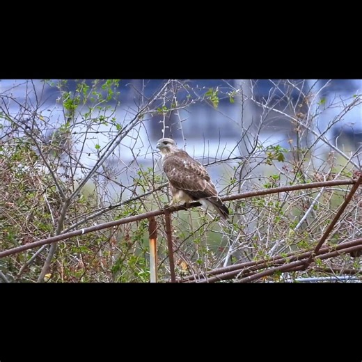 ノスリと百舌鳥#野鳥 #野鳥観察 #野鳥好き