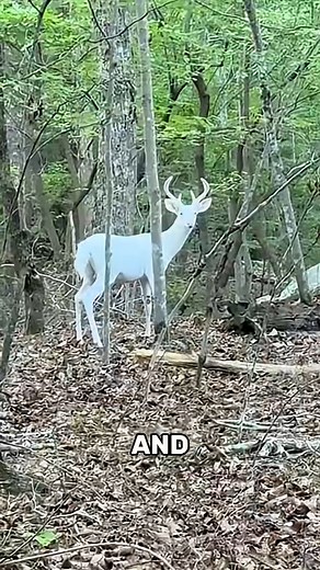 4K views · 46 reactions | 7 mysterious animal behaviors with no scientific explanation | Random Facts In The World | Facebook